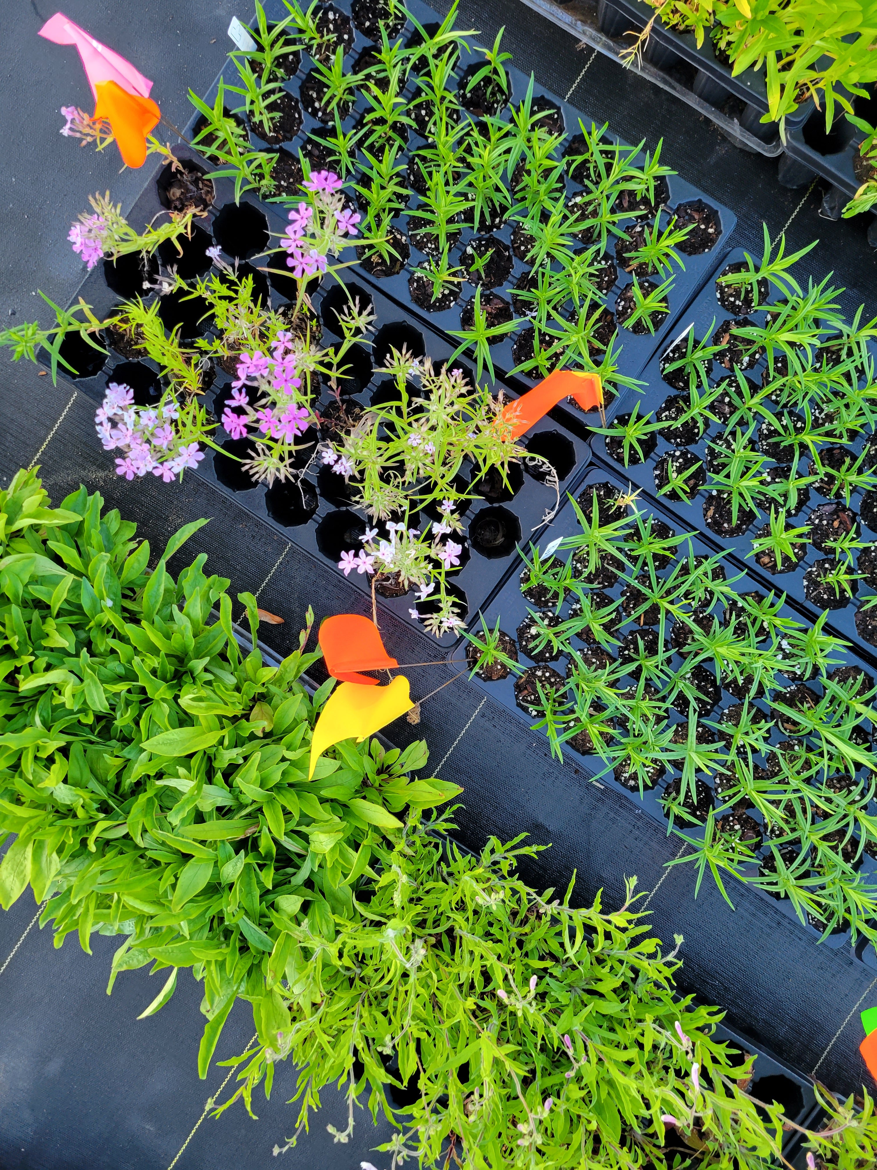 Single Species Trays Single Species Trays