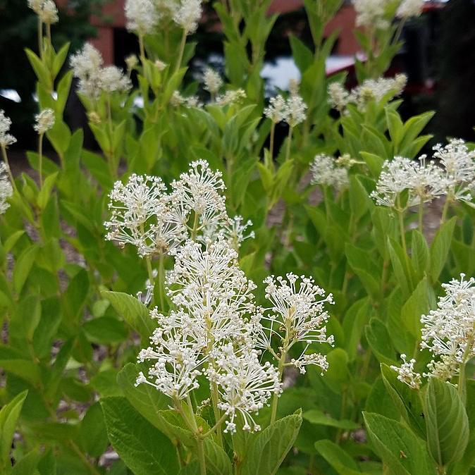Shrubs Shrubs