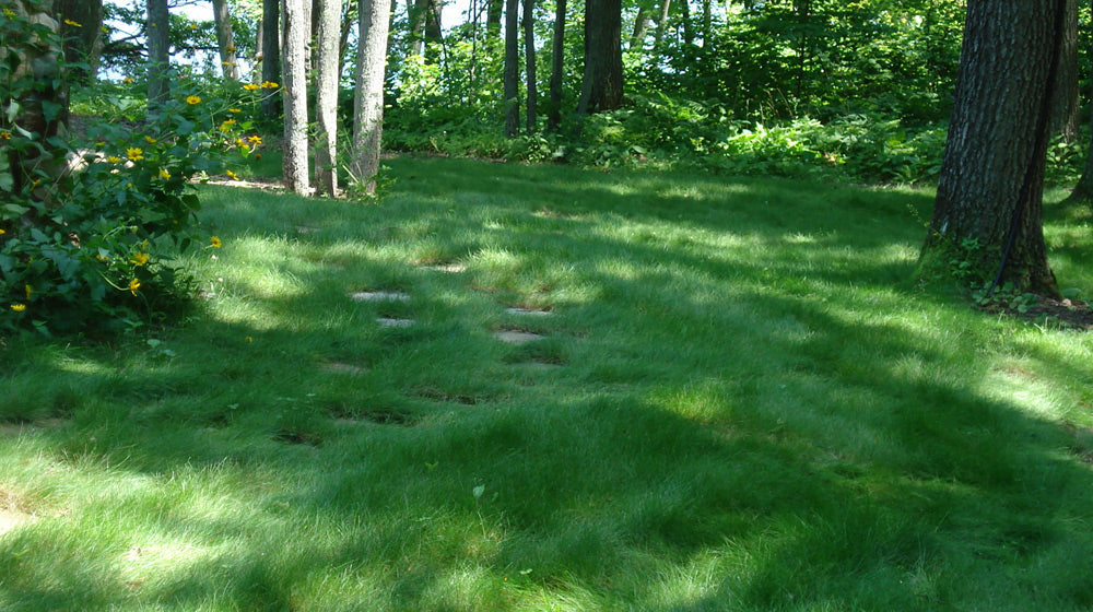 Lawn Alternatives Lawn Alternatives