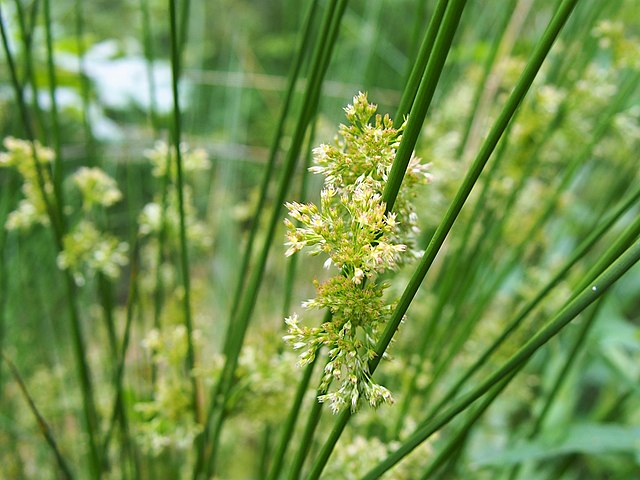 Rushes Rushes