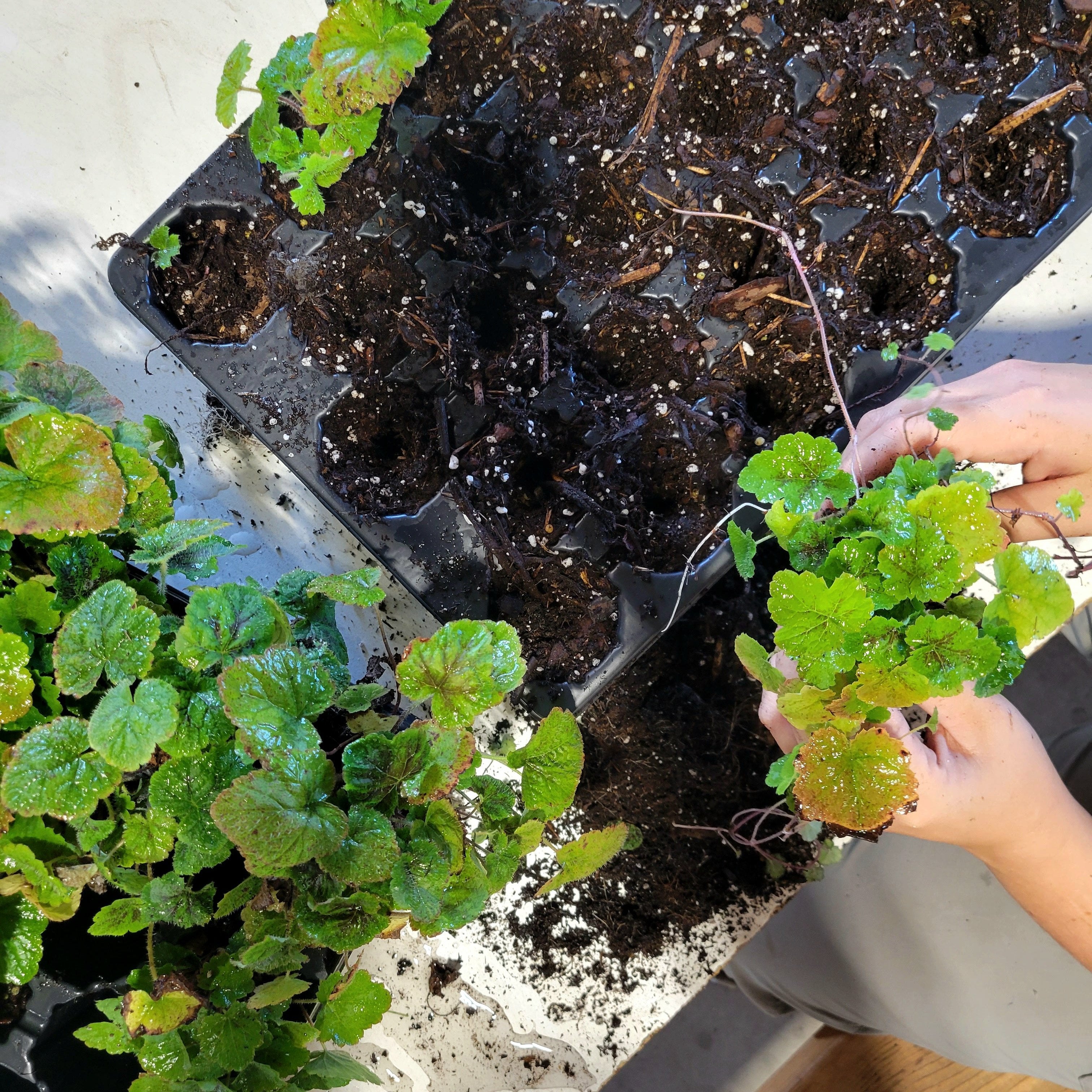 files/20230901_110832_ea052a2f-596e-4b43-b609-7bfa4aedbcd1.jpg files/20230901_110832_ea052a2f-596e-4b43-b609-7bfa4aedbcd1.jpg