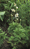 Anemone cylindrica - Thimbleweed - 3" Pot