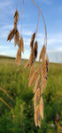 Bromus kalmii - "Prairie Brome Grass" - 38 Plug Tray