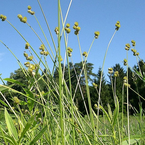 Carex molesta - Field Oval Sedge - 3" Pot