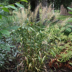 Elymus hystrix - Bottlebrush Grass - 3" Pot