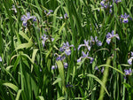 Iris virginica - Southern Blue Flag - 38 Plug Tray