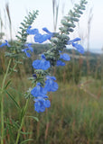 Salvia azurea - Blue Sage - 3" Pot