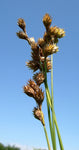 Carex bicknellii - Copper Shouldered Oval Sedge - 3" Pot