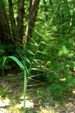 Elymus hystrix - Bottlebrush Grass - 3" Pot