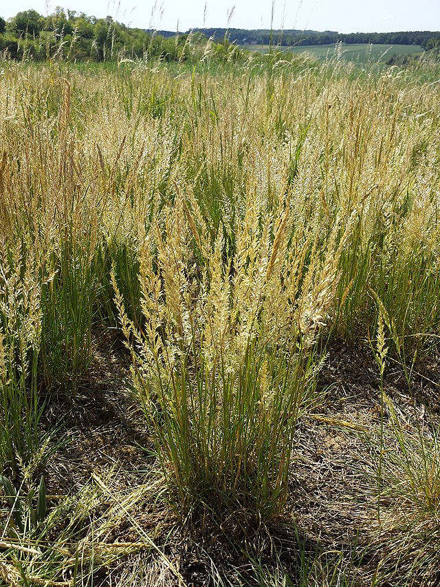 Cool Season Grasses and Sedges