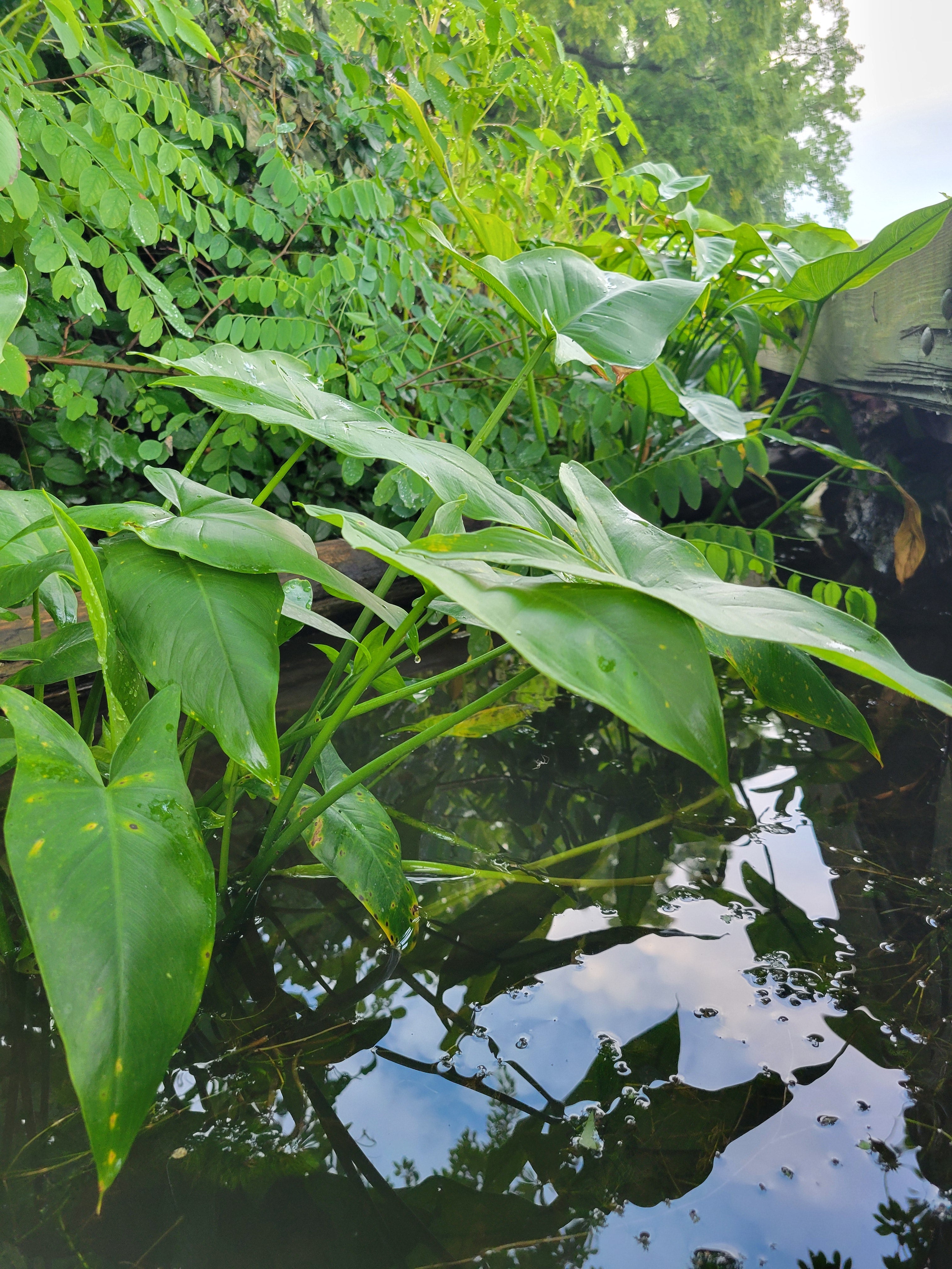 Wetland Plants