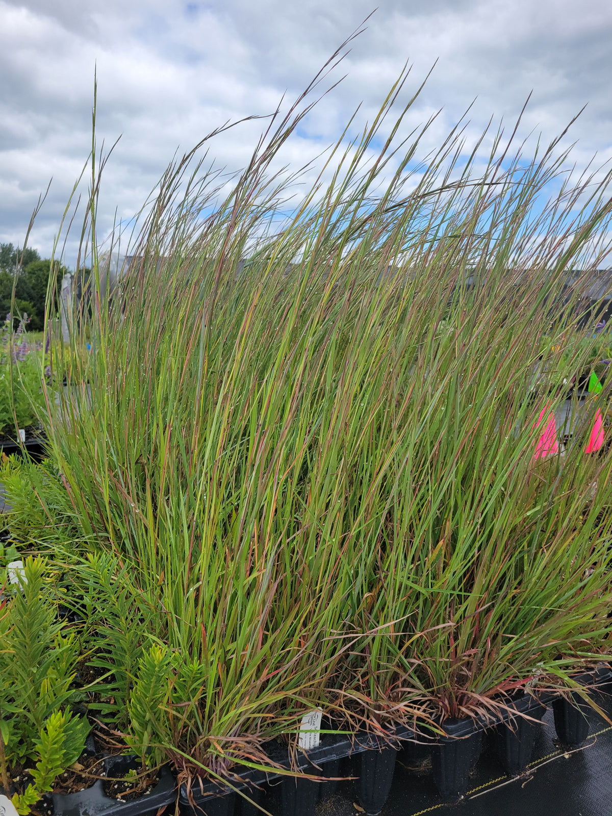 Garden Rushes Native Plants - Grasses, Sedges, & Rushes for Sale in Michigan | New ...