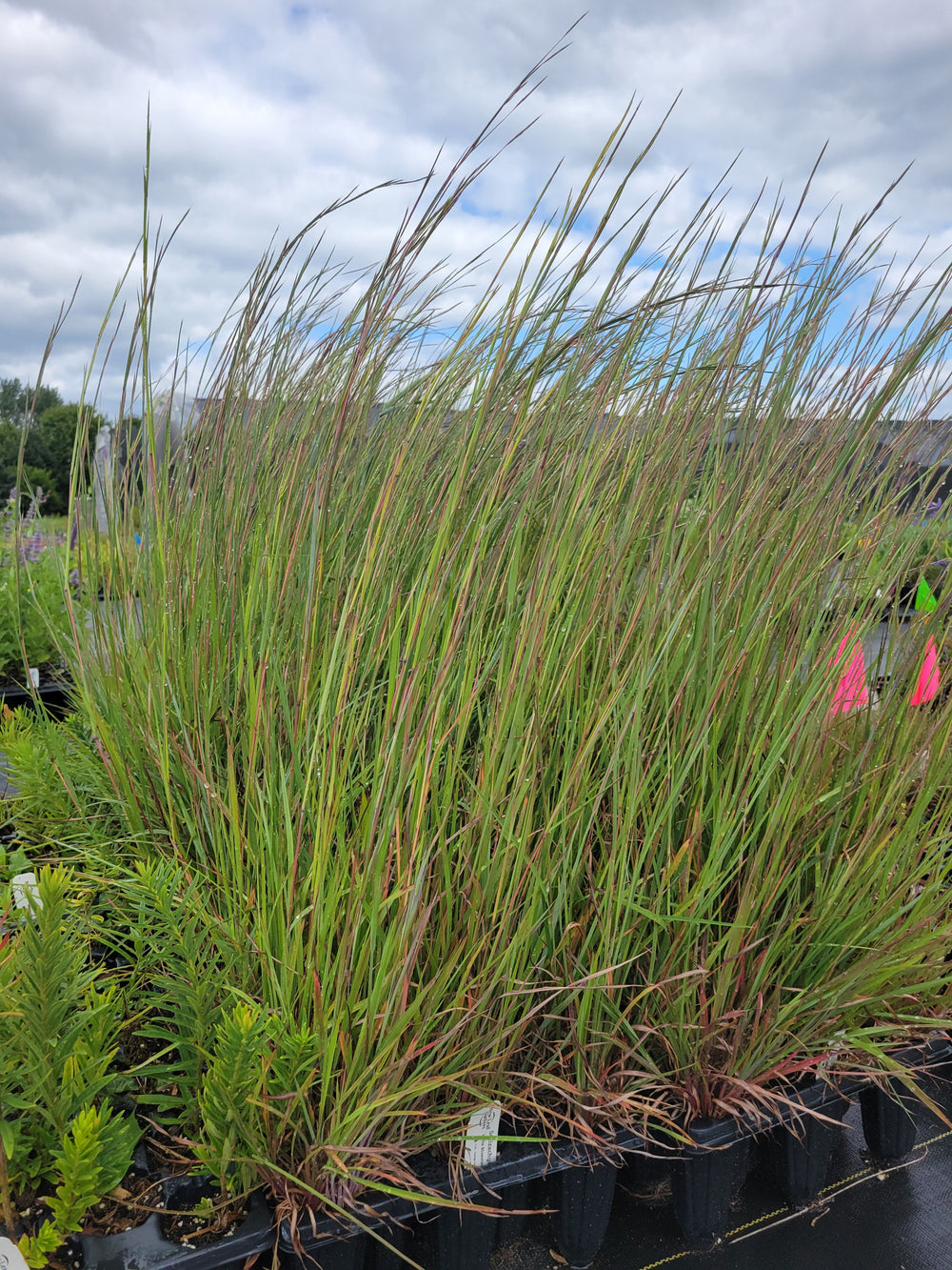 Native Plants - Grasses, Sedges, & Rushes for Sale in Michigan | New ...