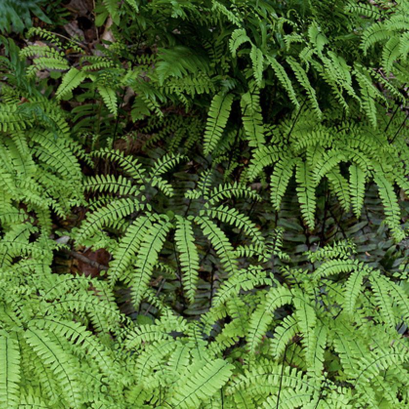 Native Plants - Ferns for Sale in Michigan | New Leaf Natives