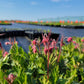 Geum triflorum - Prairie Smoke