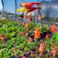 Aquilegia canadensis - Wild Columbine - 38 Plug Tray