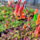 Aquilegia canadensis - Wild Columbine - 38 Plug Tray