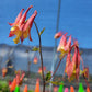 Aquilegia canadensis - Wild Columbine - 3" Pot