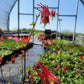 Aquilegia canadensis - Wild Columbine - 38 Plug Tray