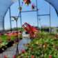 Aquilegia canadensis - Wild Columbine - 38 Plug Tray