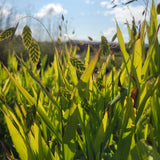 Chasmanthium latifolium - River Oats - 38 Plug Tray