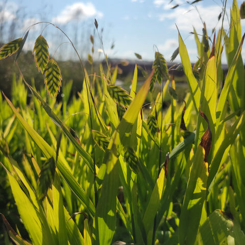 Chasmanthium latifolium - River Oats - 3" Pot