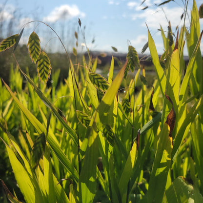 Chasmanthium latifolium - River Oats