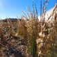 Andropogon virginicus - Broomsedge - 38 Plug Tray