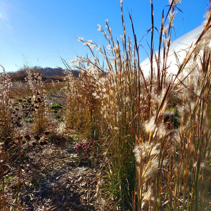 Andropogon virginicus - Broomsedge