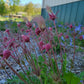 Geum triflorum - Prairie Smoke - 3" Pot