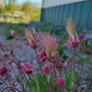 Geum triflorum - Prairie Smoke