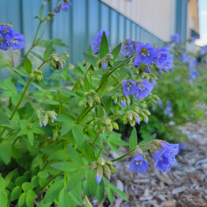 Polemonium reptans - Jacobs Ladder
