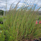 Schizachyrium scoparium - Little Bluestem