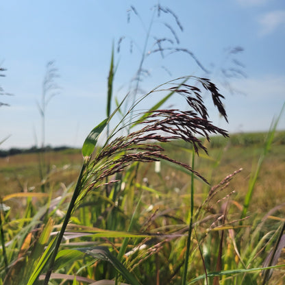 Tridens flavus - Purpletop