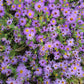 Symphyotrichum oblongifolium - Aromatic Aster - 3" Pot