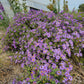 Symphyotrichum oblongifolium - Aromatic Aster - 3" Pot