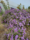 Symphyotrichum oblongifolium - Aromatic Aster - 38 Plug Tray