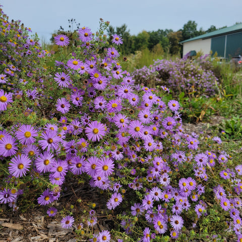 Symphyotrichum oblongifolium - Aromatic Aster - 3" Pot