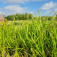 Carex stipata - Prickly Sedge - 38 Plug Tray