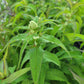 Eupatorium perfoliatum - Boneset
