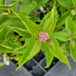 Eutrochium maculatum - Joe Pye Weed