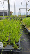 Carex albicans - Whitetinge Sedge