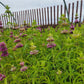 Monarda citriodora - Lemon Mint