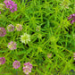 Monarda citriodora - Lemon Mint