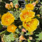 Opuntia humifusa - Eastern Prickly Pear