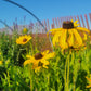 Rudbeckia hirta - Black Eyed Susan