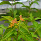 Diervilla lonicera - Northern Bush Honeysuckle