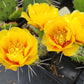 Opuntia humifusa - Eastern Prickly Pear