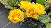 Opuntia humifusa - Eastern Prickly Pear