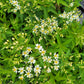 Boltonia asteroides - False Aster
